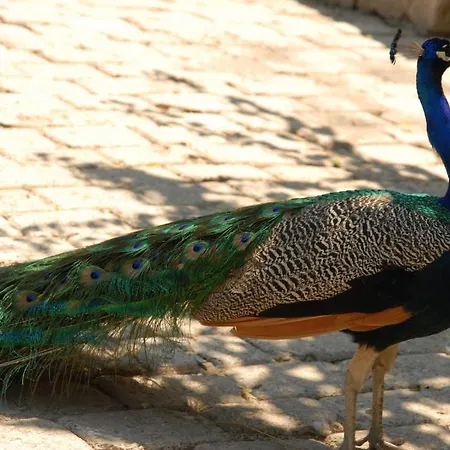 Aygul ホテル フェティエ