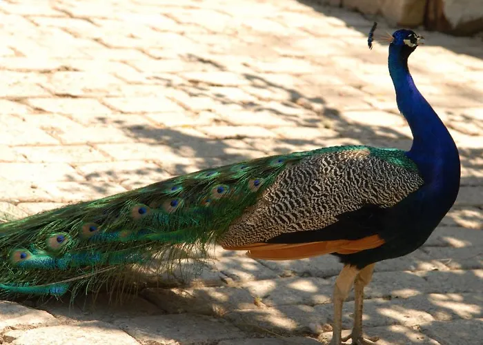 Aygul Szálloda Fethiye